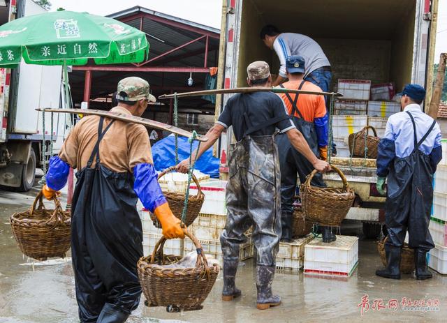 高清：实拍崂山海蜇大丰收 渔民一天捕万斤