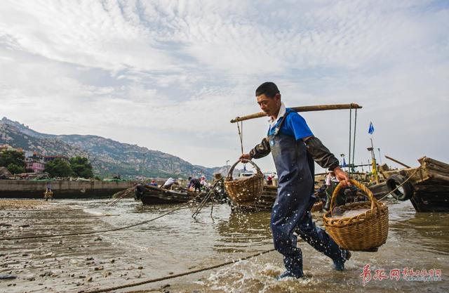 高清：实拍崂山海蜇大丰收 渔民一天捕万斤