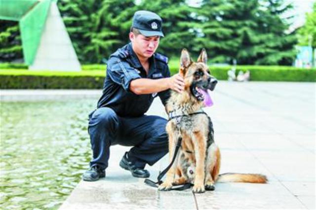 德牧当警犬护航啤酒节 烤肉到嘴边闻都不闻(图) 德牧当警犬护航啤酒节 烤肉到嘴边闻都不闻(图)