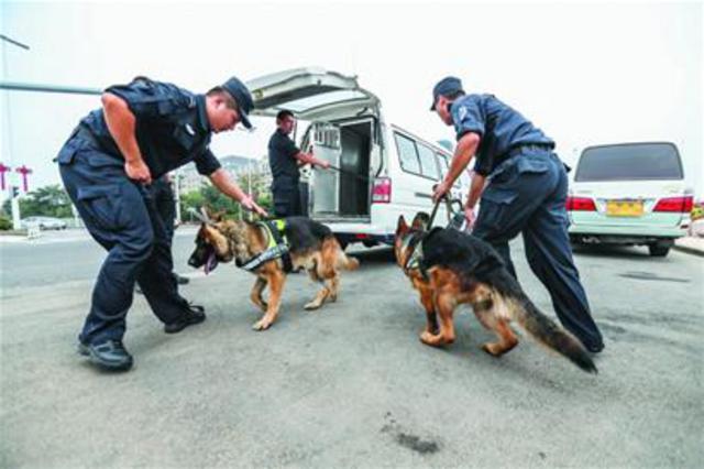 德牧当警犬护航啤酒节 烤肉到嘴边闻都不闻(图) 德牧当警犬护航啤酒节 烤肉到嘴边闻都不闻(图)