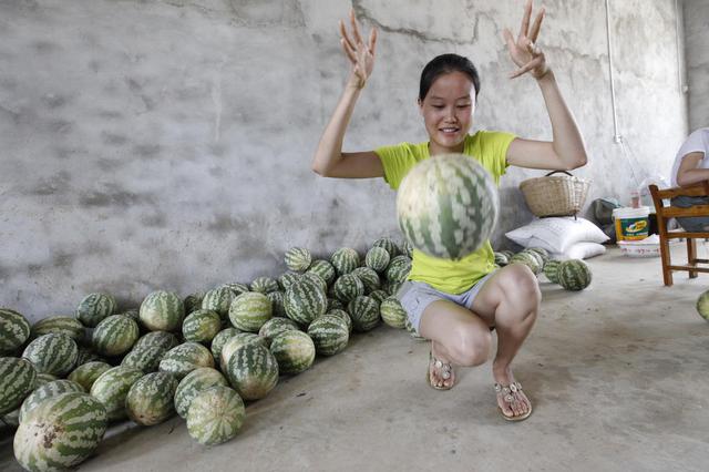 湖北农民种出奇葩西瓜 摔不破掰不开还能当球踢 炒着吃还有酸味 湖北农民种出奇葩西瓜 摔不破掰不开还能当球踢 炒着吃还有酸味