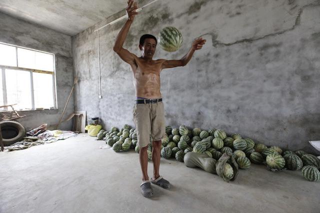 湖北农民种出奇葩西瓜 摔不破掰不开还能当球踢 炒着吃还有酸味 湖北农民种出奇葩西瓜 摔不破掰不开还能当球踢 炒着吃还有酸味