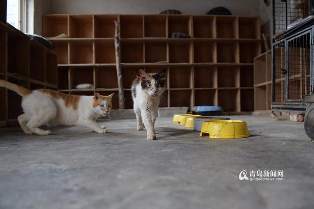 【青岛故事】坚持28年 七旬老人给流浪狗筑家