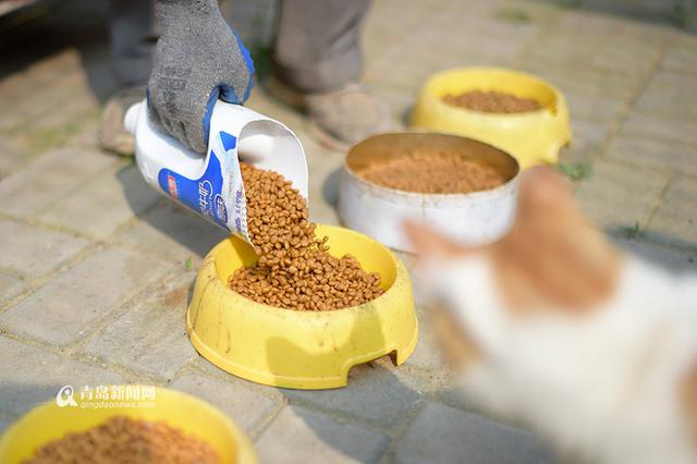 【青岛故事】坚持28年 七旬老人给流浪狗筑家