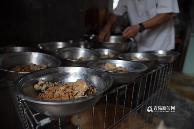 【青岛故事】坚持28年 七旬老人给流浪狗筑家