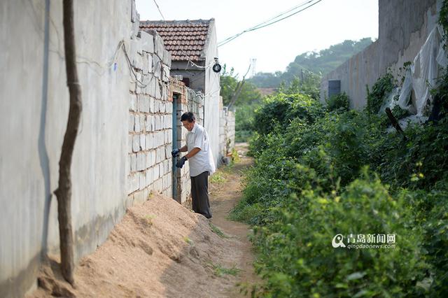 【青岛故事】坚持28年 七旬老人给流浪狗筑家