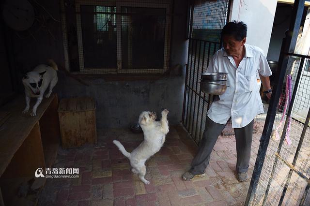 【青岛故事】坚持28年 七旬老人给流浪狗筑家