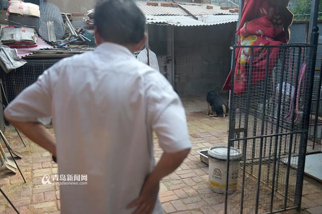 【青岛故事】坚持28年 七旬老人给流浪狗筑家