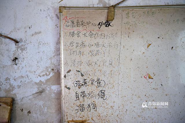 【青岛故事】坚持28年 七旬老人给流浪狗筑家