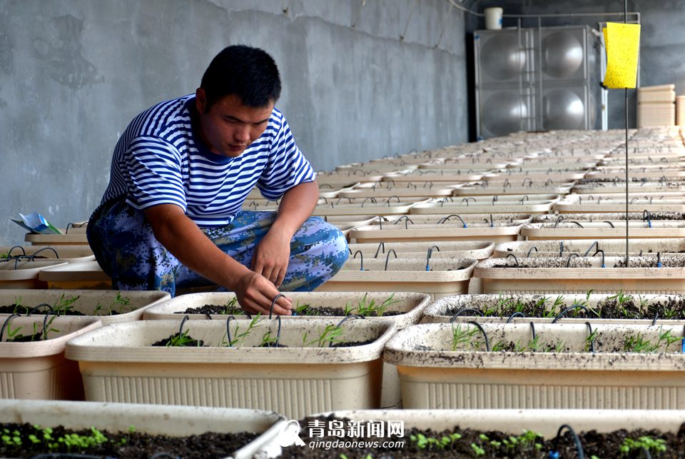 探访朝连岛守军：一颗青菜等了半个世纪