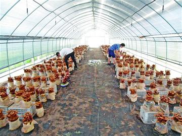 青岛农业创客空间升为“国家级”