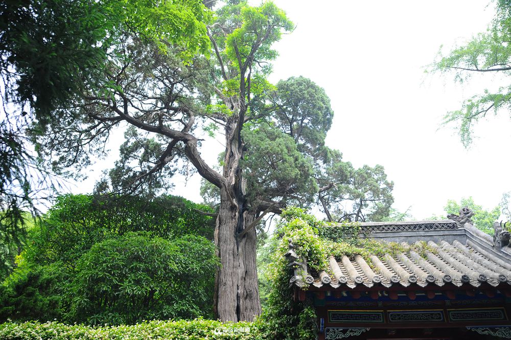 高清：夏日崂山的正确打开方式 绿油油之美