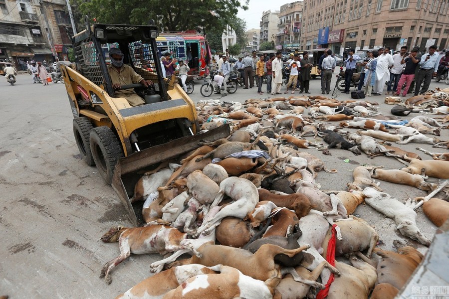 组图:巴基斯坦政府毒杀流浪狗 尸体陈列街头