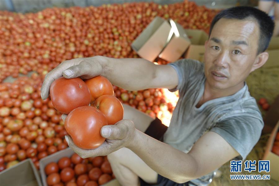 组图：宁夏地区西红柿价低滞销 农户倾倒入渠