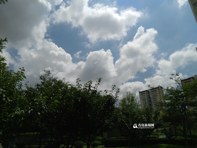 高清：青岛的云美极了 蓝天下李村河荷花格外红