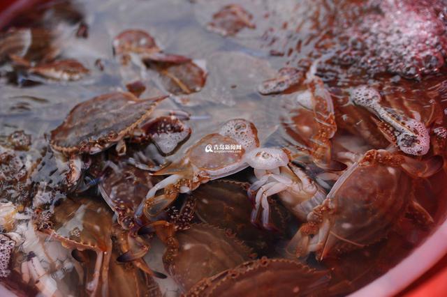 海鲜飘香的港东 崂山美食之乡