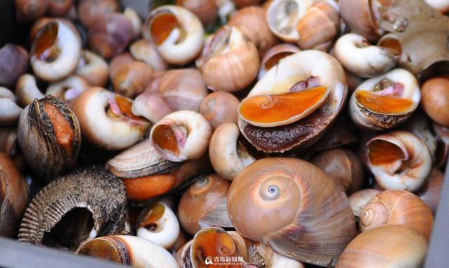 海鲜飘香的港东 崂山美食之乡