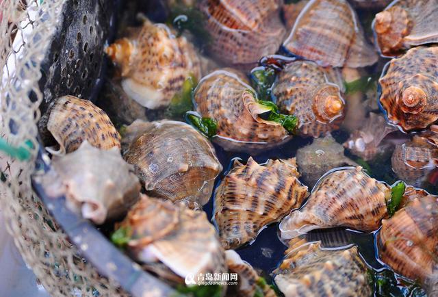 海鲜飘香的港东 崂山美食之乡