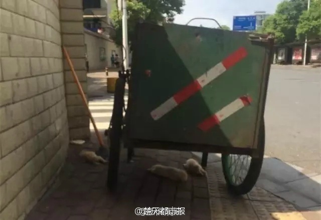 长沙：新生小狗被人挖去双眼 疑遭虐待