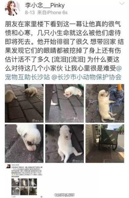 长沙:新生小狗被人挖去双眼 疑遭虐待 长沙:新生小狗被人挖去双眼 疑遭虐待
