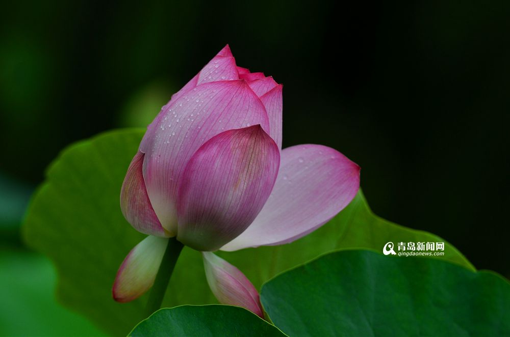 高清:青岛又见夏雨荷 晶莹水珠滴滴美如画