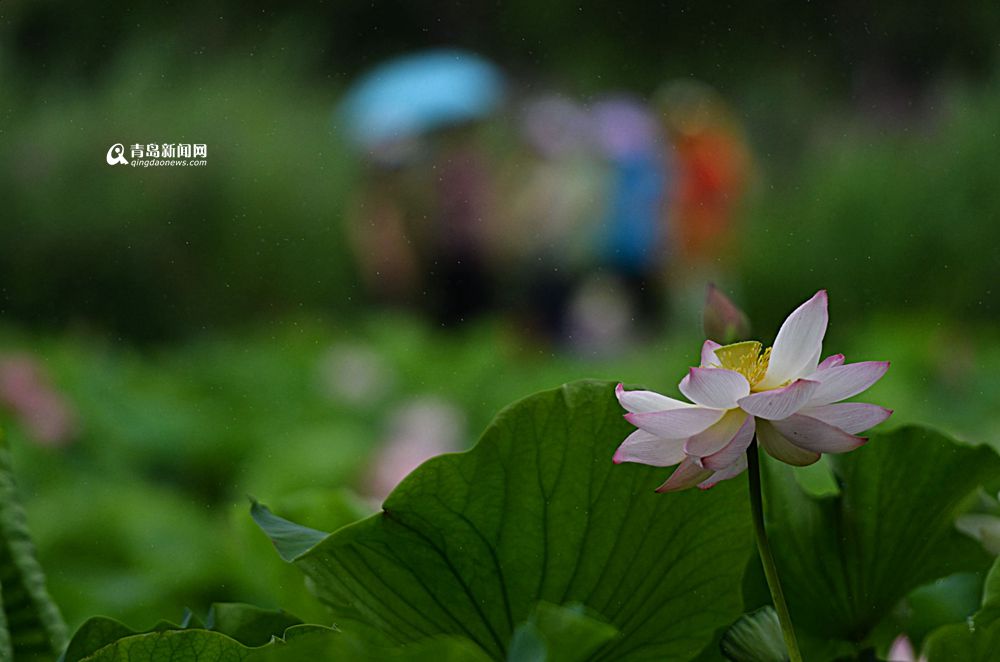 高清:青岛又见夏雨荷 晶莹水珠滴滴美如画