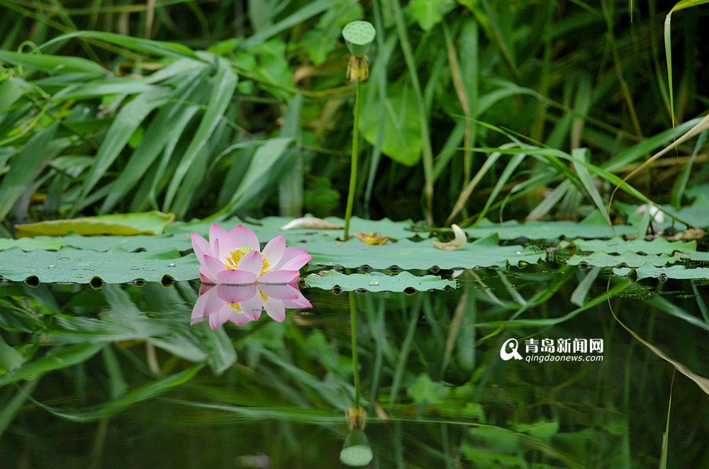 高清:青岛又见夏雨荷 晶莹水珠滴滴美如画