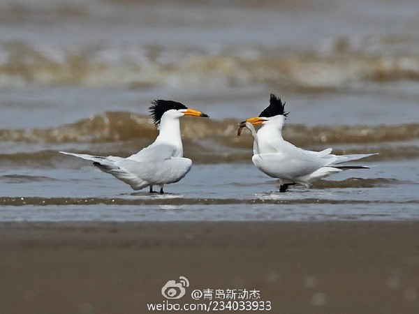 组图:网友胶州湾拍到&apos;神话之鸟&apos; 全球不到100只