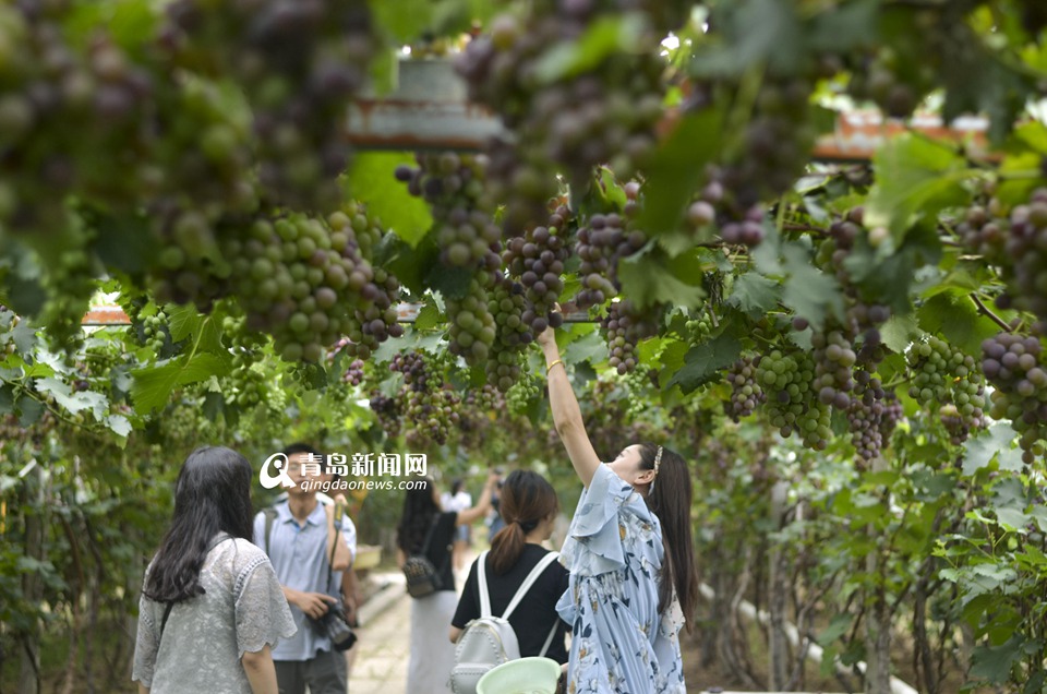 今年青岛的葡萄啥时候最好吃？ 果农：9月上旬