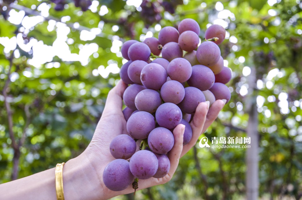 今年青岛的葡萄啥时候最好吃？ 果农：9月上旬