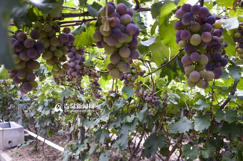 今年青岛的葡萄啥时候最好吃？ 果农：9月上旬