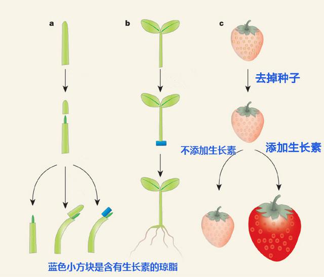 【辟谣】无籽葡萄用避孕药种出来的？