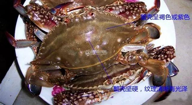 组图:明天开海! 红岛最全赶海秘籍拿走不谢 组图:明天开海! 红岛最全赶海秘籍拿走不谢