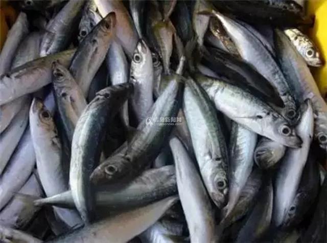 组图:明天开海! 红岛最全赶海秘籍拿走不谢 组图:明天开海! 红岛最全赶海秘籍拿走不谢