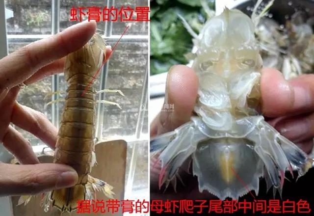 组图:明天开海! 红岛最全赶海秘籍拿走不谢 组图:明天开海! 红岛最全赶海秘籍拿走不谢