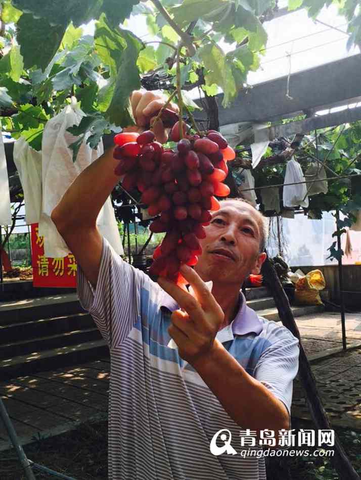 高清:大泽山葡萄节开幕 榴莲味葡萄你吃过吗