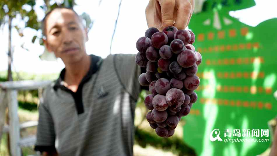 高清:大泽山葡萄节开幕 榴莲味葡萄你吃过吗