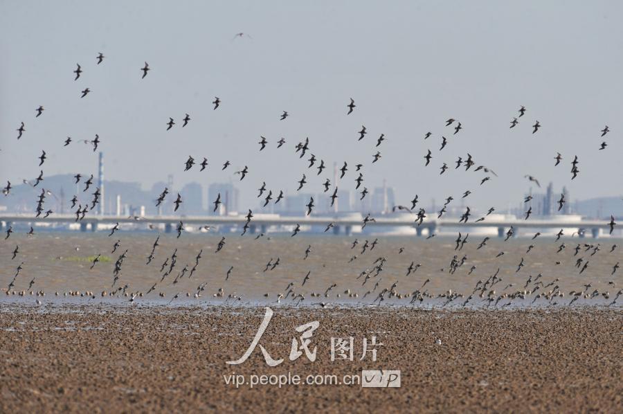 组图：青岛胶州湾候鸟成群 鹬鸟练飞场面壮观