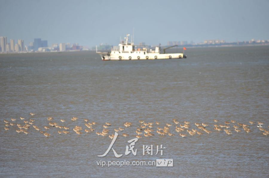 组图：青岛胶州湾候鸟成群 鹬鸟练飞场面壮观