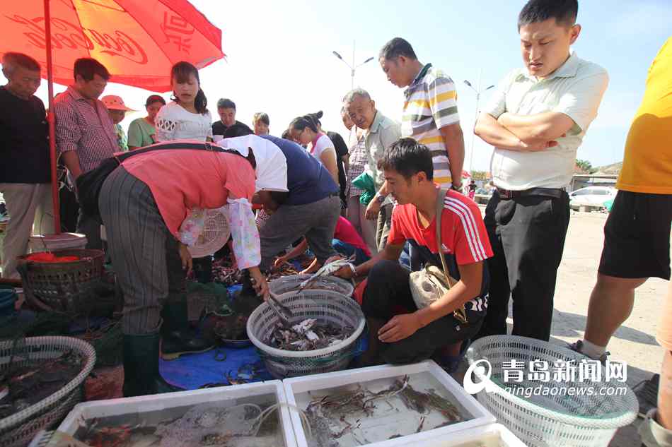 高清:青岛本地小海鲜上市了 抢鲜市民挤爆码头