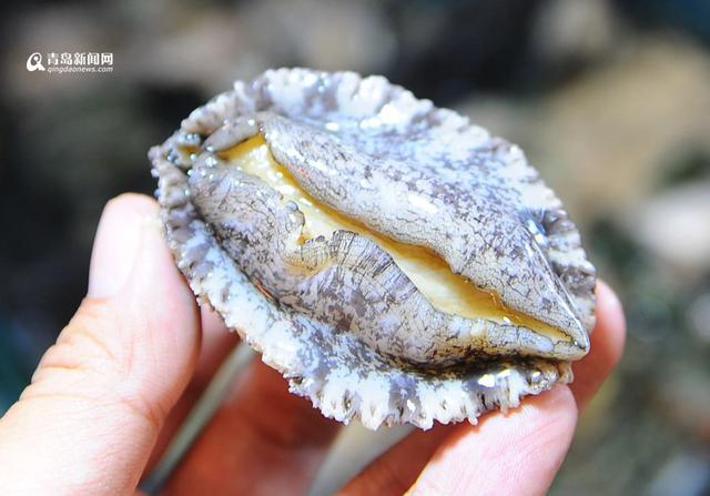 本地迷你鲍鱼卖出蛤蜊价 2元一只快尝鲜