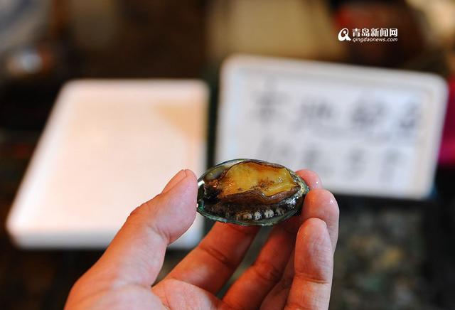 本地迷你鲍鱼卖出蛤蜊价 2元一只快尝鲜