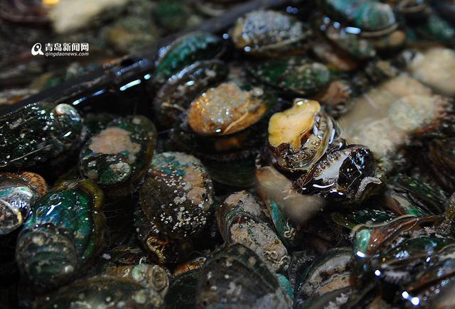 本地迷你鲍鱼卖出蛤蜊价 2元一只快尝鲜