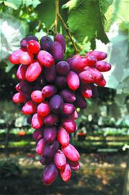 本地葡萄陆续进入采摘期 金手指每公斤卖160元