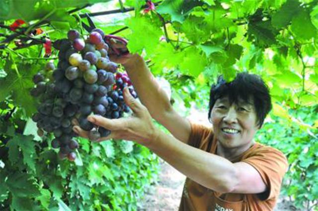 本地葡萄陆续进入采摘期 金手指每公斤卖160元
