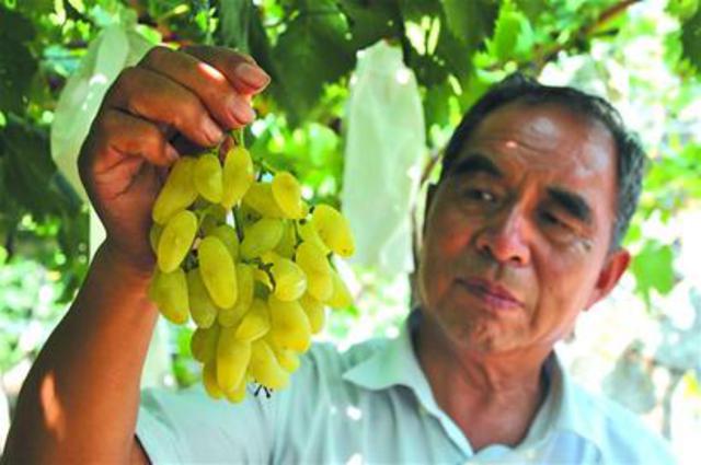 本地葡萄陆续进入采摘期 金手指每公斤卖160元