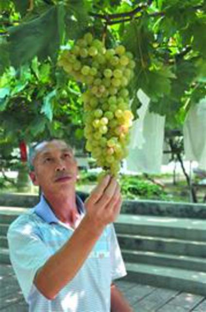 本地葡萄陆续进入采摘期 金手指每公斤卖160元