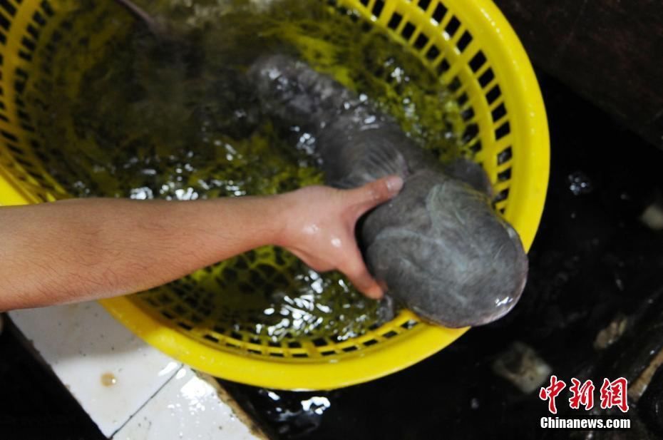 组图:青岛渔民捕获两条黑色怪鱼 头部长吸盘
