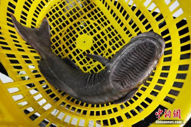 组图:青岛渔民捕获两条黑色怪鱼 头部长吸盘