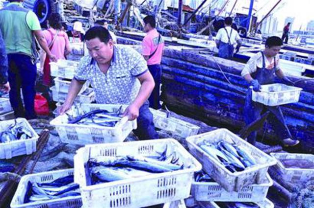 黄岛船老大收获2500斤鲅鱼 不到半小时被抢空